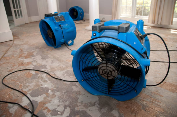 Best Mold removal after water damage  in Fairlea, WV